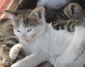Gustaw