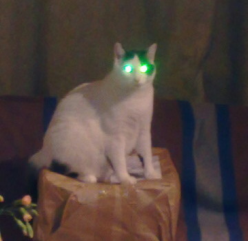 HYPNOCAT :)
