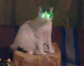 HYPNOCAT :)