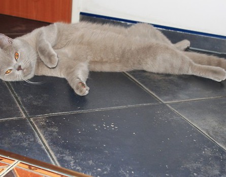 joga :)