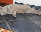 joga :)