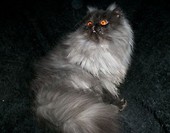 Impuls Szafir Point*Pl