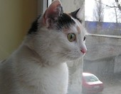 Trinia