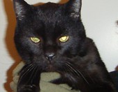 Zygmuś
