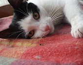 Maja
