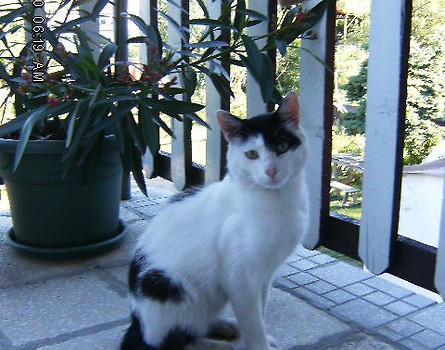 Poza II