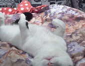Odpoczynek brzuszkiem do góry
