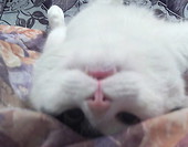 :P