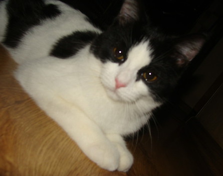 Steve