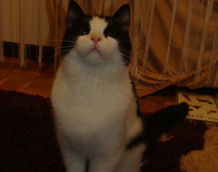 Steve