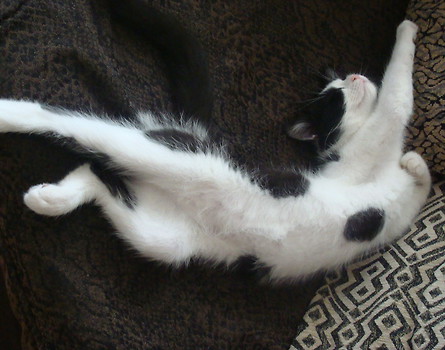 Steve