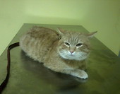 Teodor