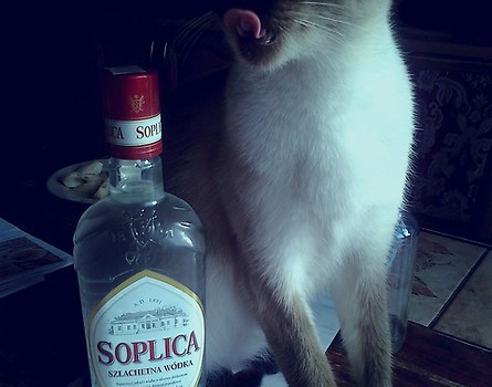 dobra soplica nie jest zła