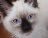 diego1
