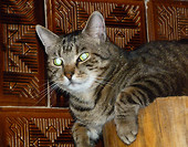 kacper