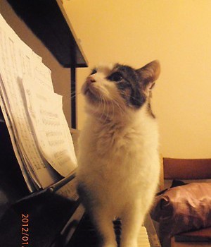 kot pianista