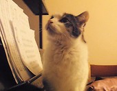 kot pianista