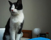 Luty 2011