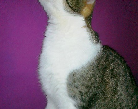 Zula