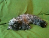 Borys