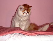 Tobi2