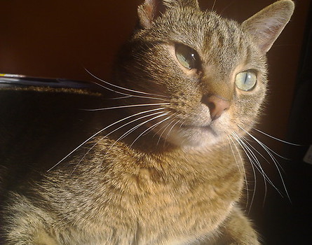 kot słoneczny nr 2 luty 2012