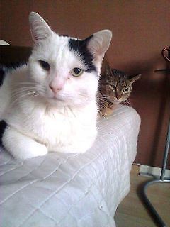 Alvin i Franio