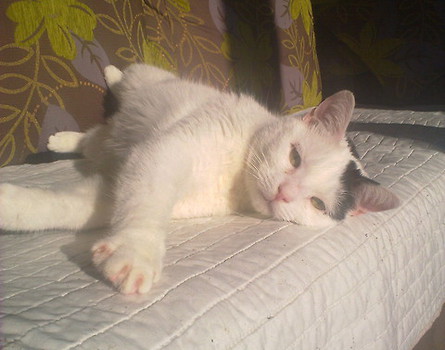 kot słoneczny luty 2012