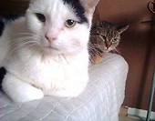 Alvin i Franio