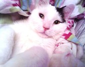 Al