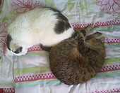 ying yang