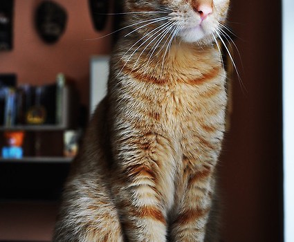 Tayson ;D