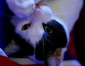 Moja