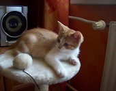 tofik cd