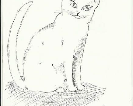 Kotek