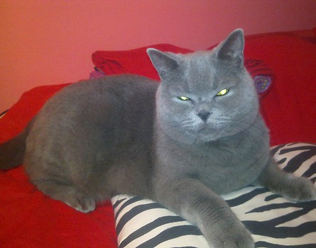 SHEBA