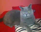 SHEBA