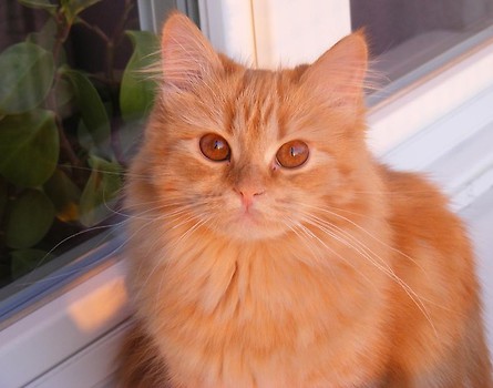 Pipi