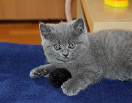 Nelson ;)