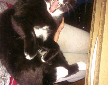 Kicia ;)