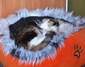 Kicia 6