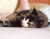 Kicia 3