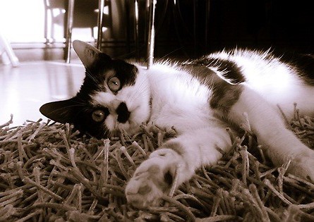 Lola:)