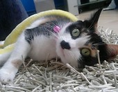Loliczka:)