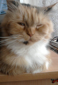 Oczko ;)