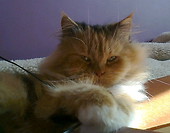 A kuku :)