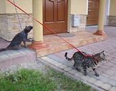 koty na spacerze
