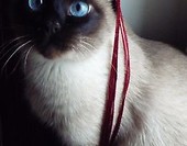 piciula