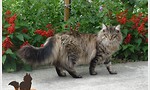 Kitajec*Pl