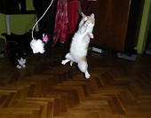 Ha-dziaaaaaa !!!